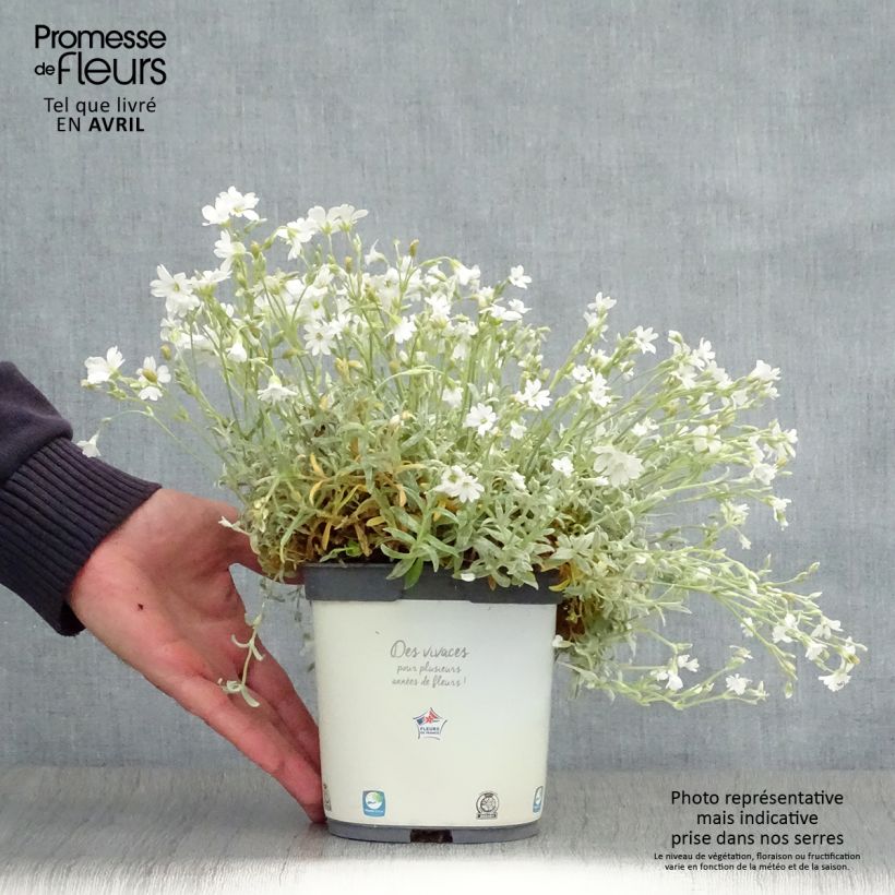 Example of Cerastium tomentosum Yo Yo - Filziges Hornkraut Topf mit 2L/3L as you get in printemps