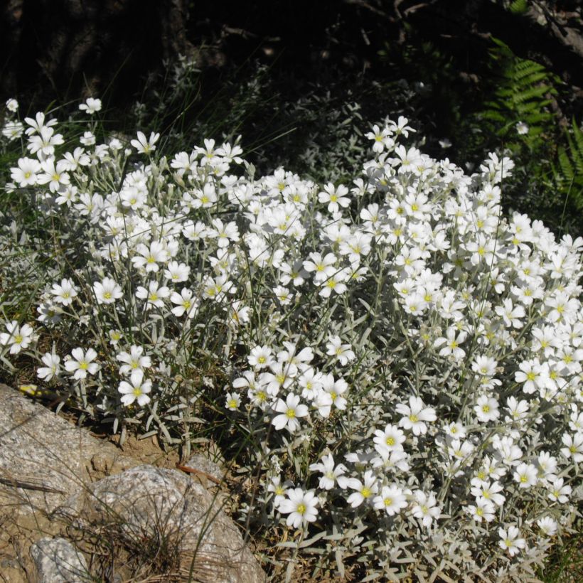 Cerastium tomentosum Yo Yo - Filziges Hornkraut (Plant habit)