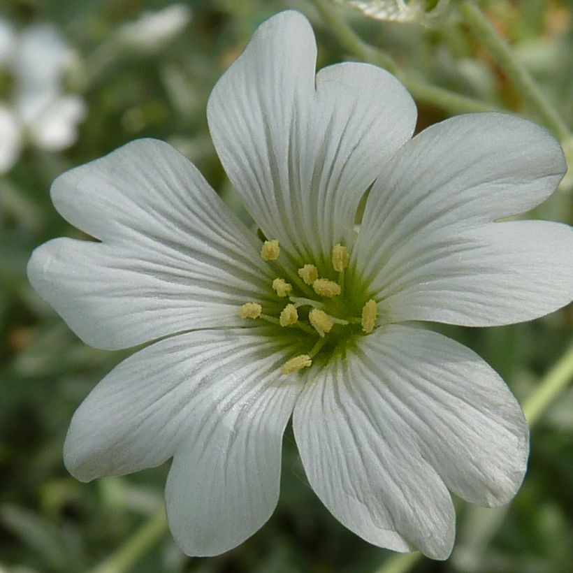 Cerastium tomentosum Yo Yo - Filziges Hornkraut (Flowering)