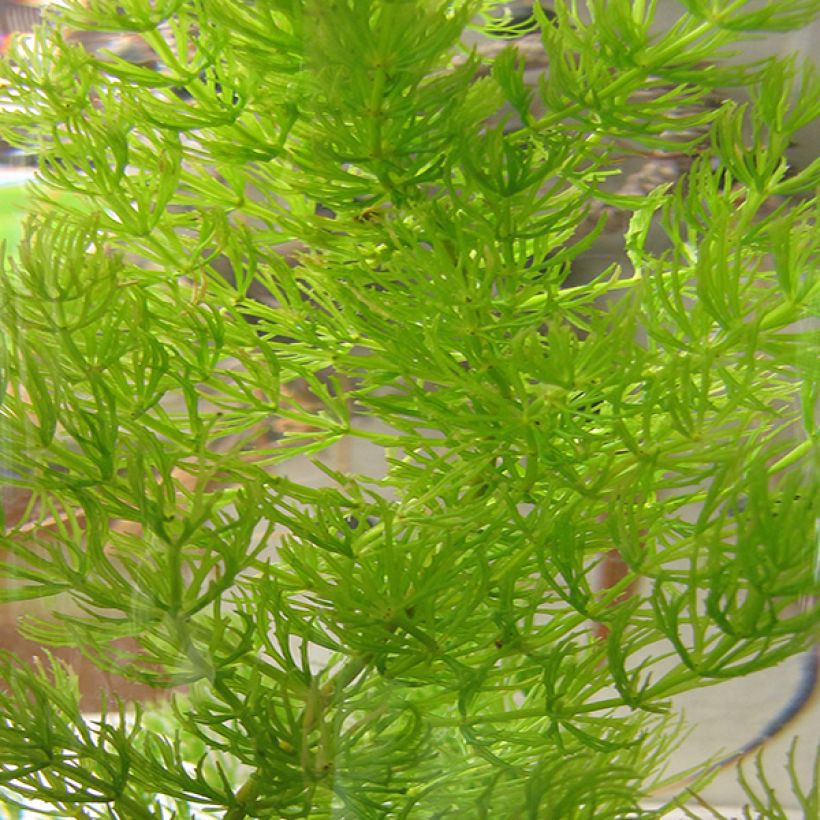 Ceratophyllum demersum - Rauhes Hornblatt (Laub)