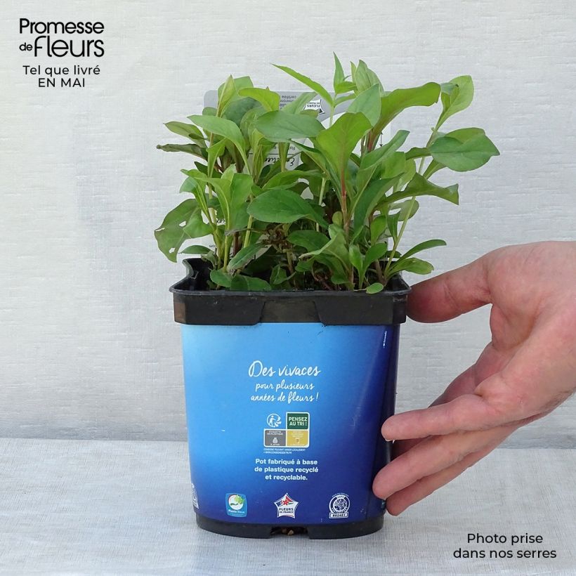 Example of Ceratostigma plumbaginoides - Hornbleiwurz Topf mit 2L/3L as you get in printemps