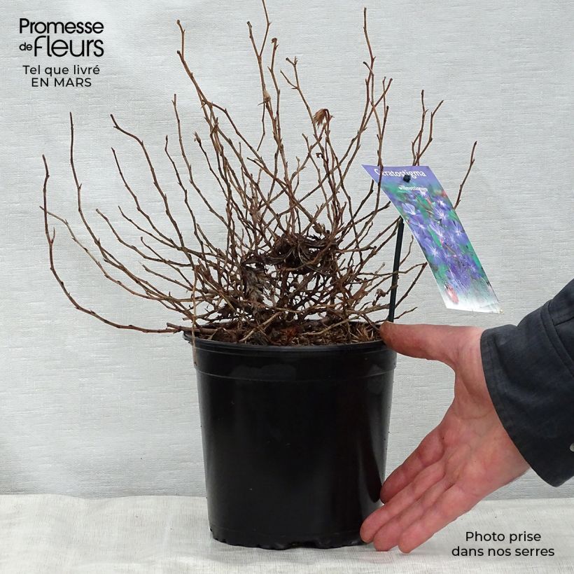 Example of Ceratostigma willmottianum - Hornbleiwurz Topf mit 2L/3L as you get in printemps