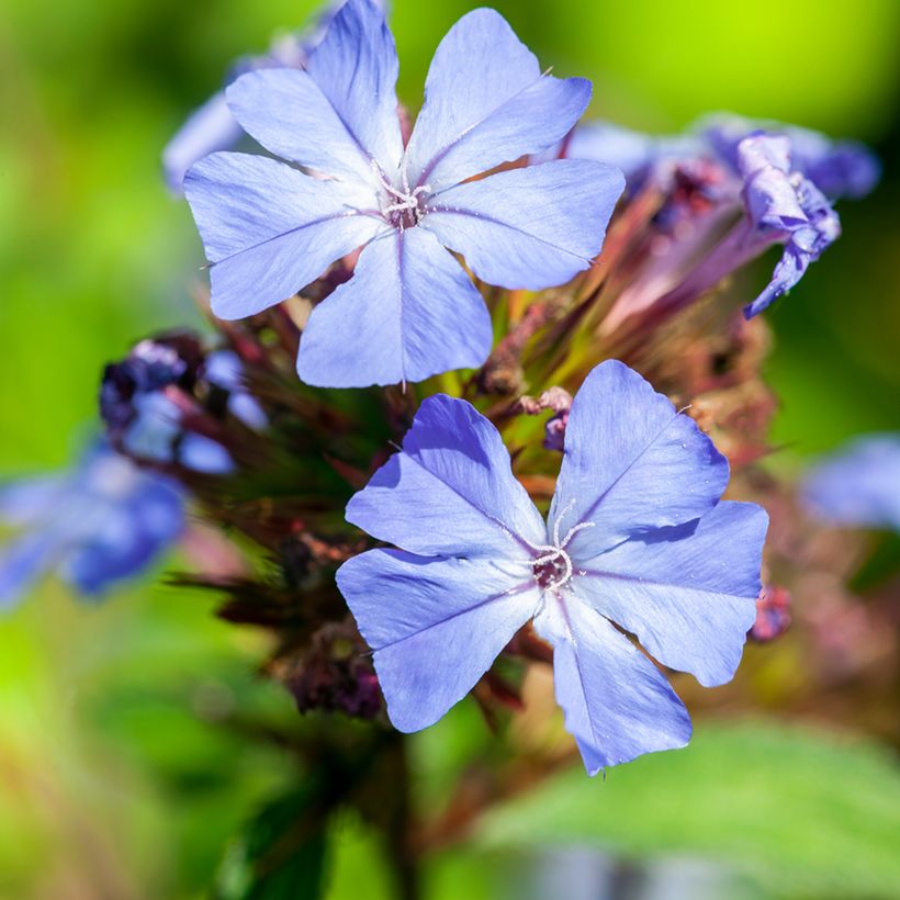 Ceratostigma willmottianum - Hornbleiwurz (Flowering)