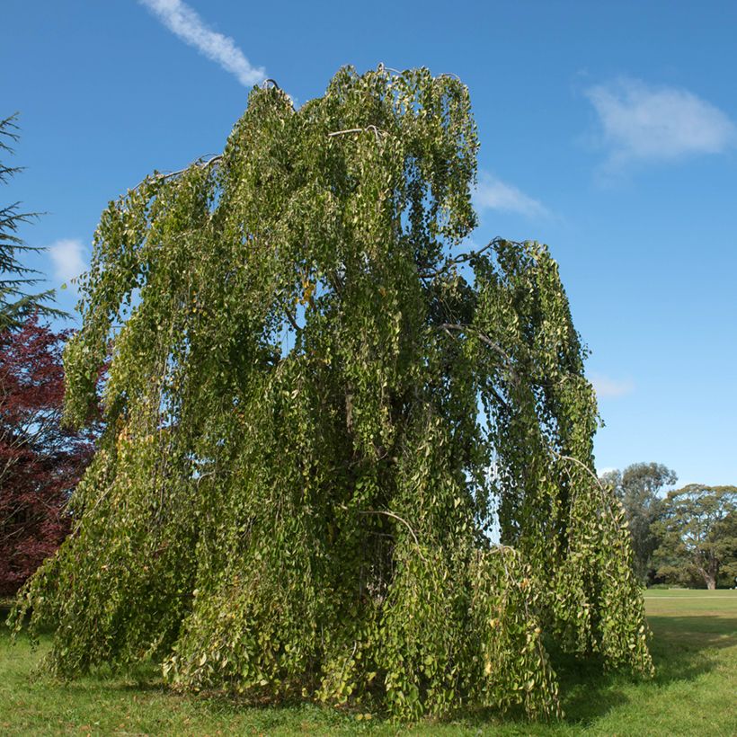 Japanischer Kuchenbaum Pendulum - Cercidiphyllum japonicum (Wuchs)
