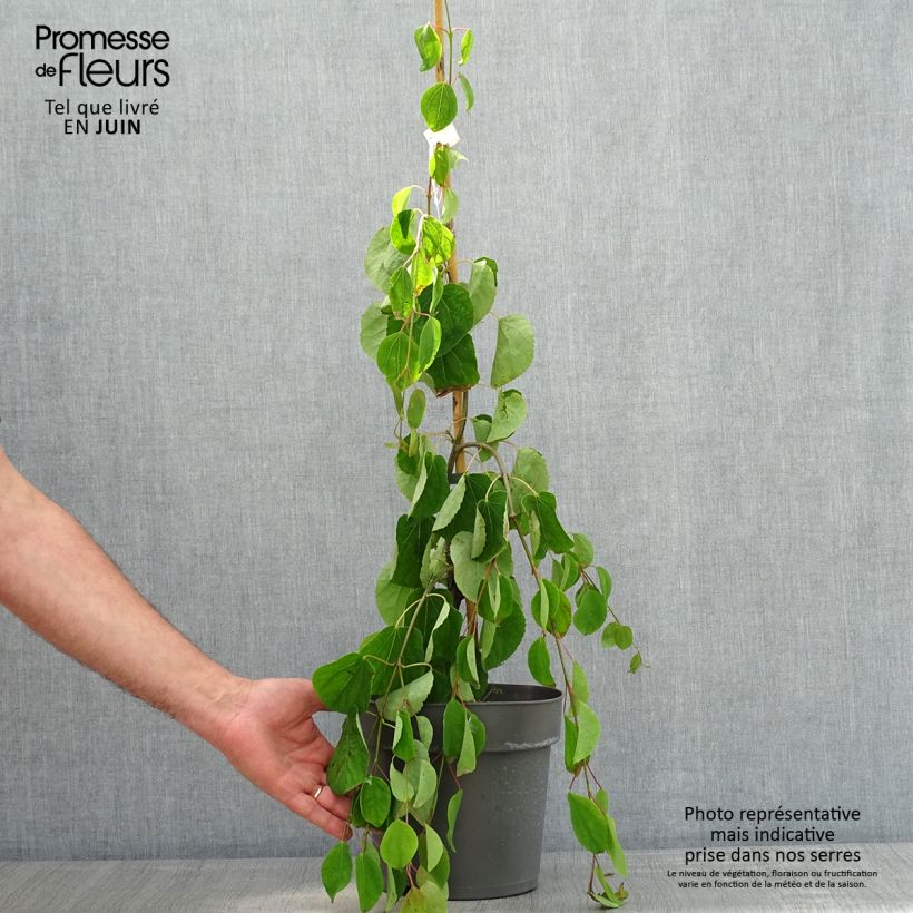 Exemplar von Japanischer Kuchenbaum Pendulum - Cercidiphyllum japonicum Topf mit 4L/5L wie im Frühjahr geliefert