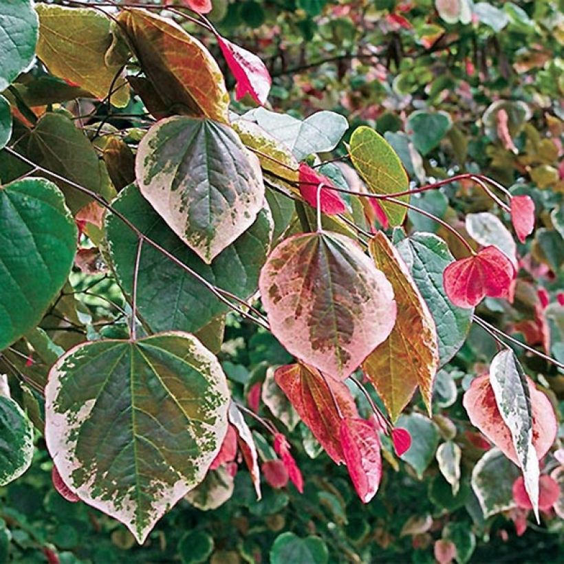 Kanadischer Judasbaum Carolina Sweetheart - Cercis canadensis (Foliage)