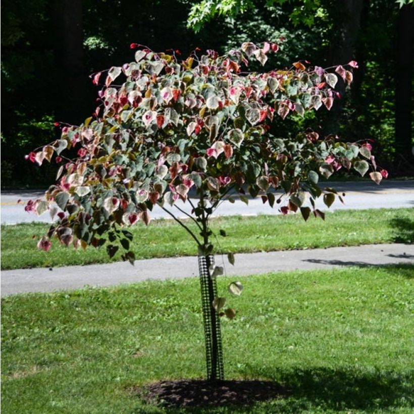 Kanadischer Judasbaum Carolina Sweetheart - Cercis canadensis (Plant habit)