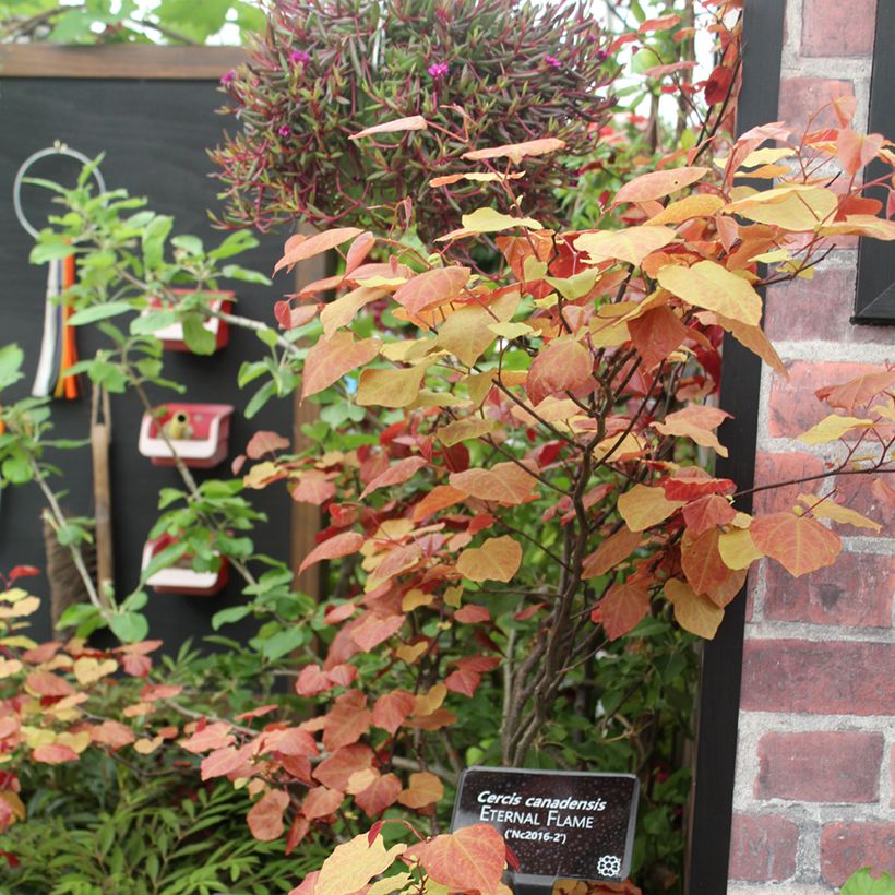 Kanadischer Judasbaum Eternal Flame - Cercis canadensis (Wuchs)