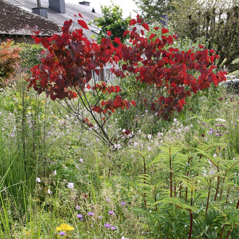Kanadischer Judasbaum Forest Pansy - Cercis canadensis (Wuchs)