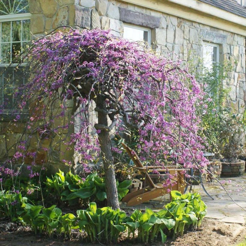 Kanadischer Judasbaum Lavender Twist - Cercis canadensis (Flowering)