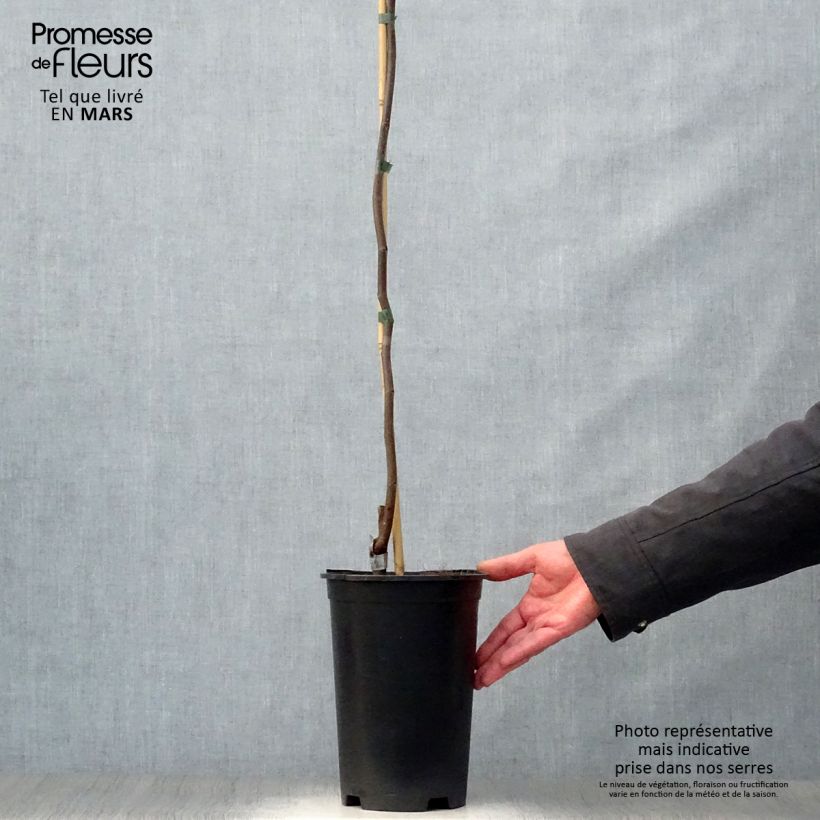 Example of Kanadischer Judasbaum Lavender Twist - Cercis canadensis Topf mit 3L/4L as you get in printemps