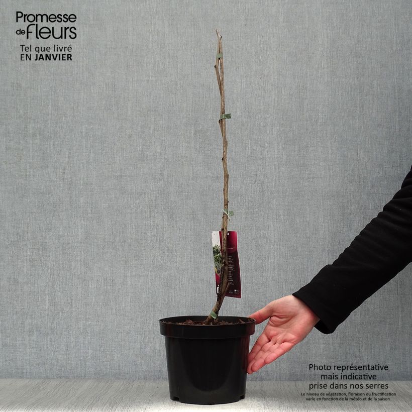 Exemplar von Kanadischer Judasbaum Melon Beauty - Cercis canadensis Topf mit 4L/5L wie im Winter geliefert