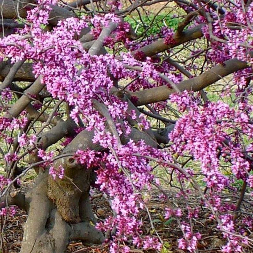 Kanadischer Judasbaum Traveller - Cercis canadensis (Blüte)