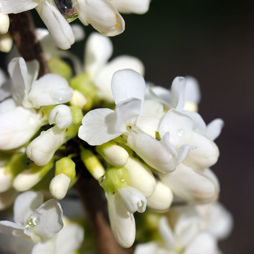 Kanadischer Judasbaum Vanilla Twist - Cercis canadensis (Flowering)
