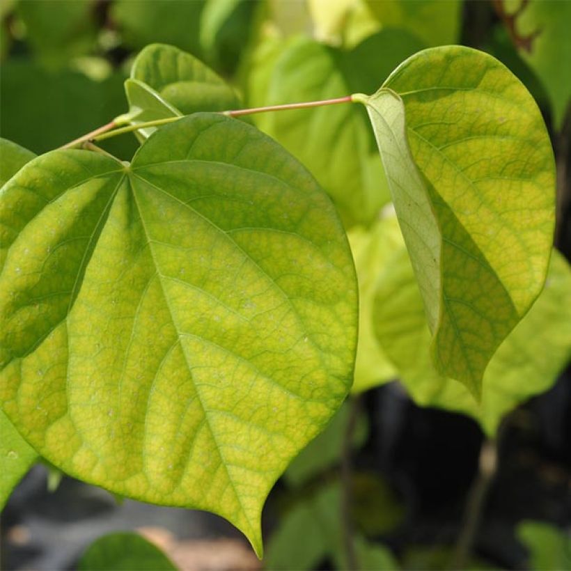 Chinesischer Judasbaum Avondale - Cercis chinensis (Foliage)