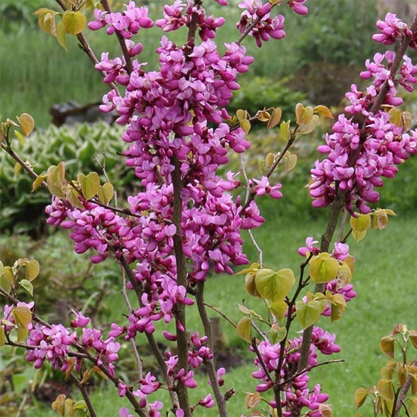 Chinesischer Judasbaum Avondale - Cercis chinensis (Flowering)