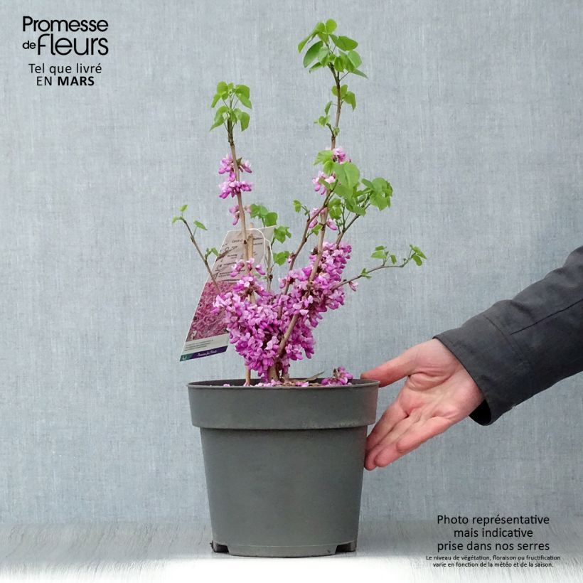 Example of Chinesischer Judasbaum Avondale - Cercis chinensis Topf mit 4L/5L as you get in printemps