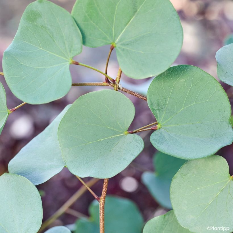 Cercis griffithii Blue Lagoon - Afghanischer Judasbaum (Laub)