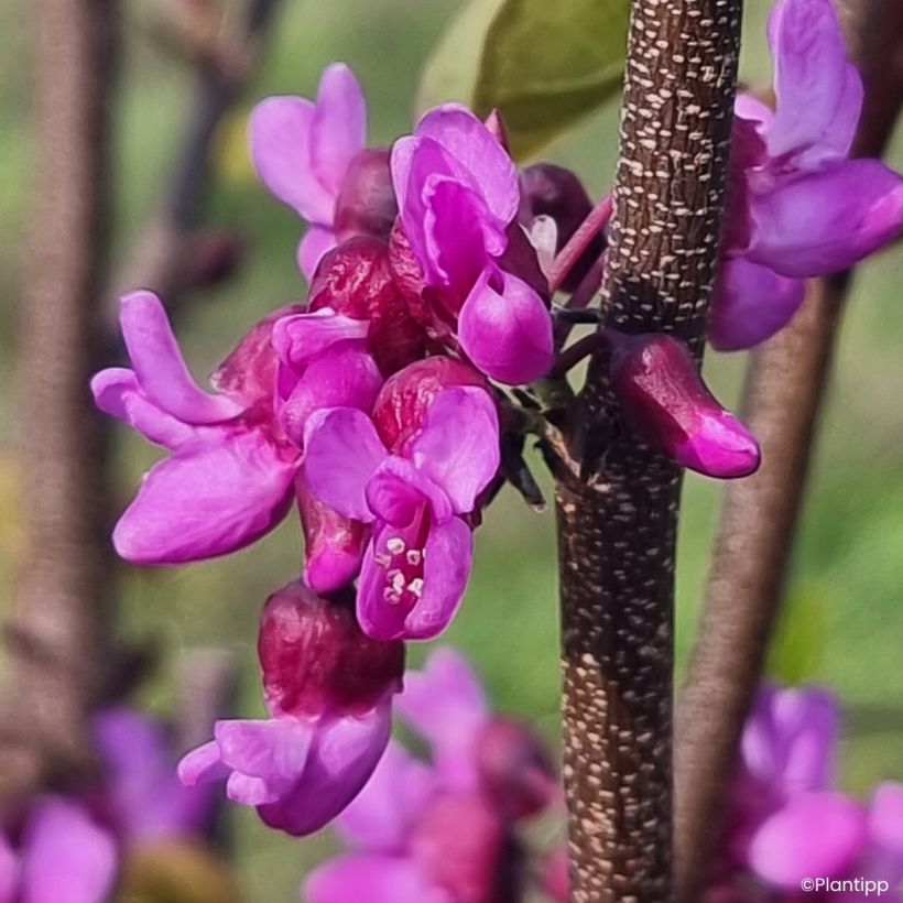 Cercis griffithii Blue Lagoon - Afghanischer Judasbaum (Blüte)
