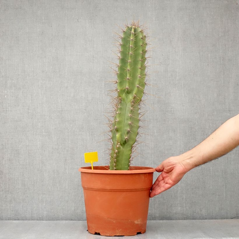 Exemplar von Säulenkaktus - Cereus peruvianus Topf mit 12L/15L wie im Frühjahr geliefert