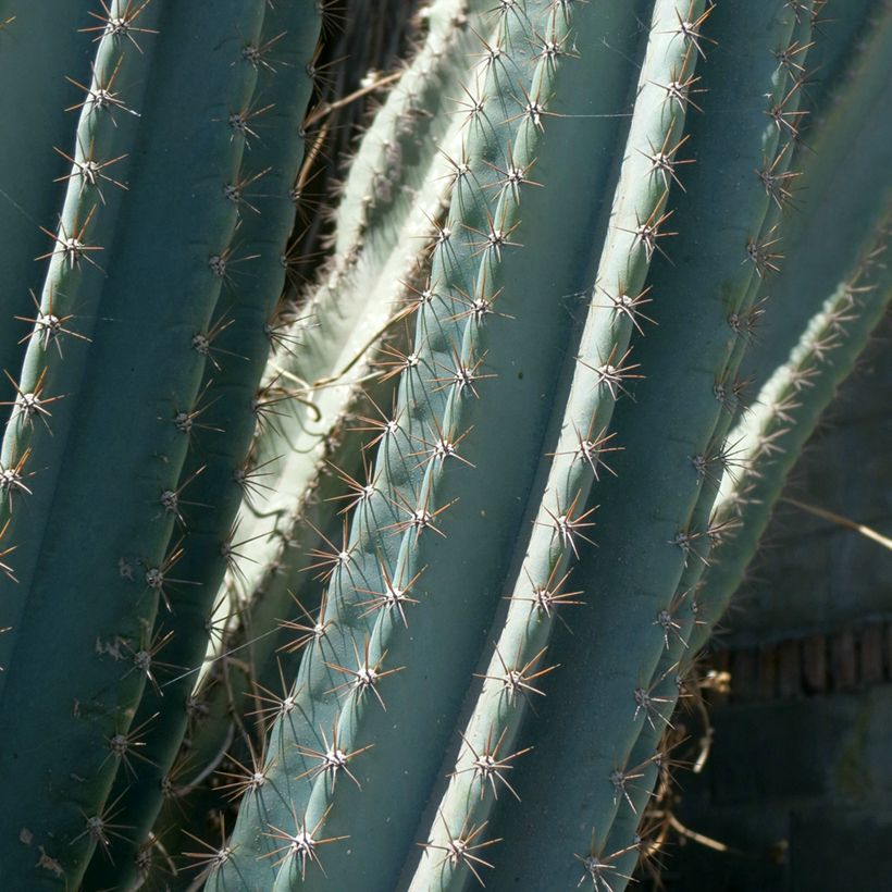 Säulenkaktus - Cereus peruvianus (Laub)