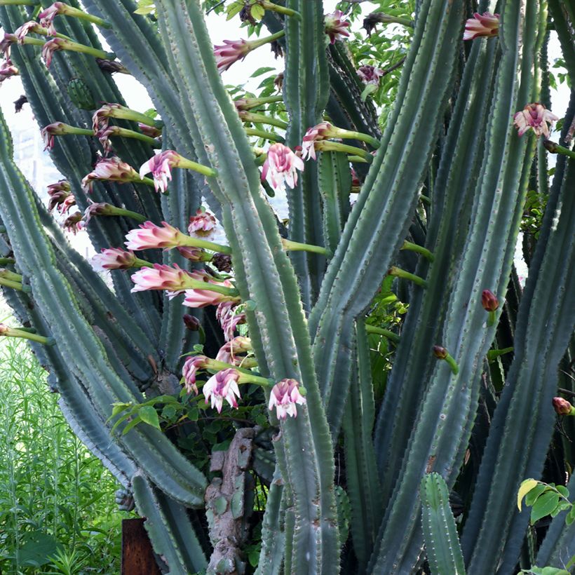 Säulenkaktus - Cereus peruvianus (Blüte)
