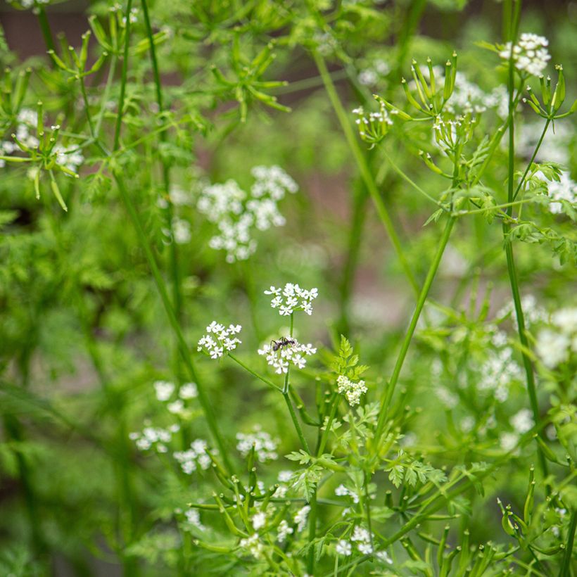 Garten-Kerbel - Anthriscus cerefolium (Flowering)