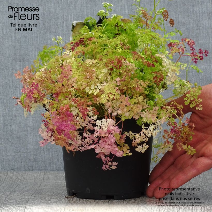 Example of Garten-Kerbel Pflanzen - Anthriscus cerefolium Topf mit 1,5L/2L as you get in printemps