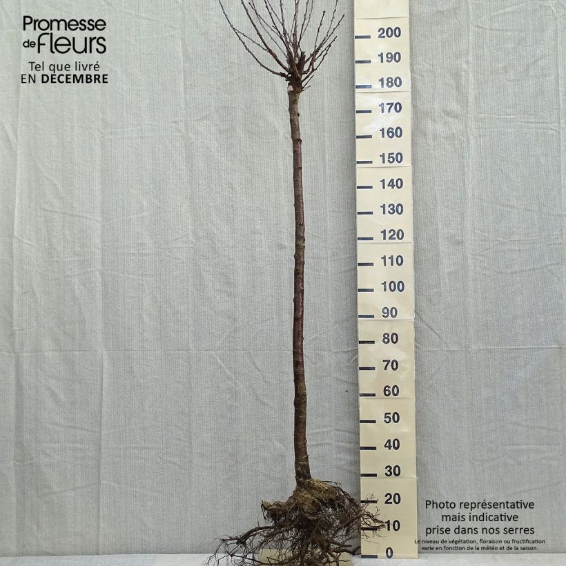 Exemplar von Sauerkirsche Anglaise Hâtive - Prunus cerasus Wurzelnackt, Halbstamm wie im Winter geliefert