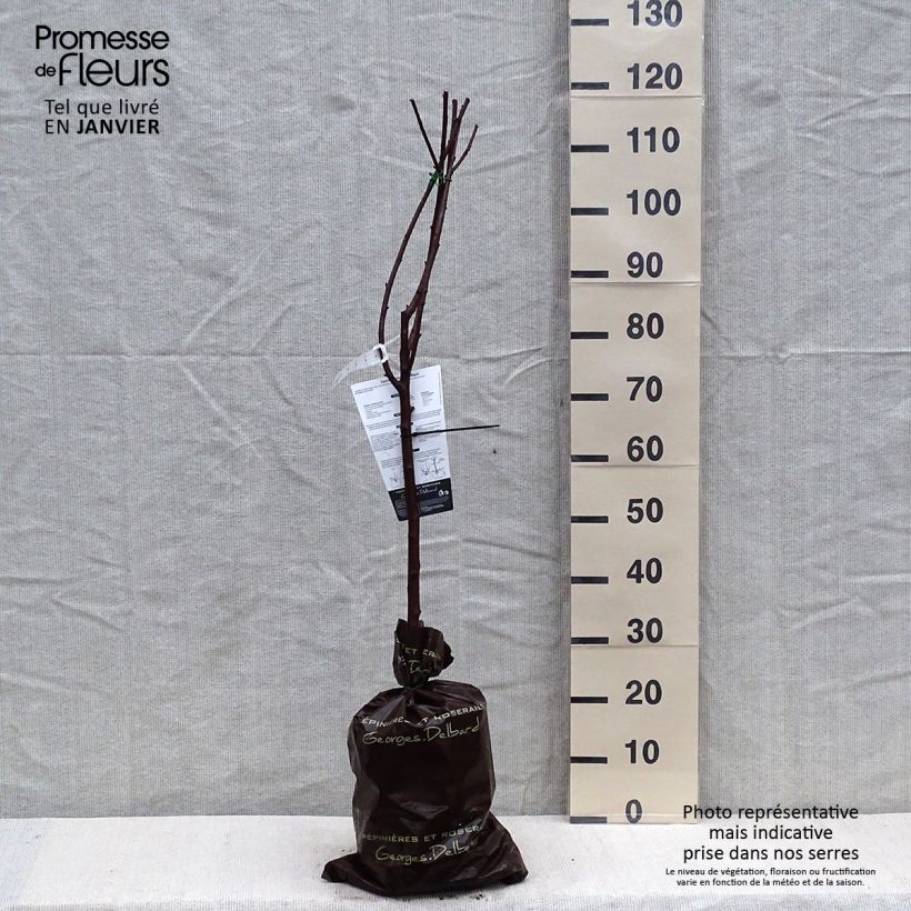 Exemplar von Sauerkirsche Belle Magnifique - Prunus cerasus Plug "Fertig-zum-Pflanzen", Gobelet-Form wie im Winter geliefert