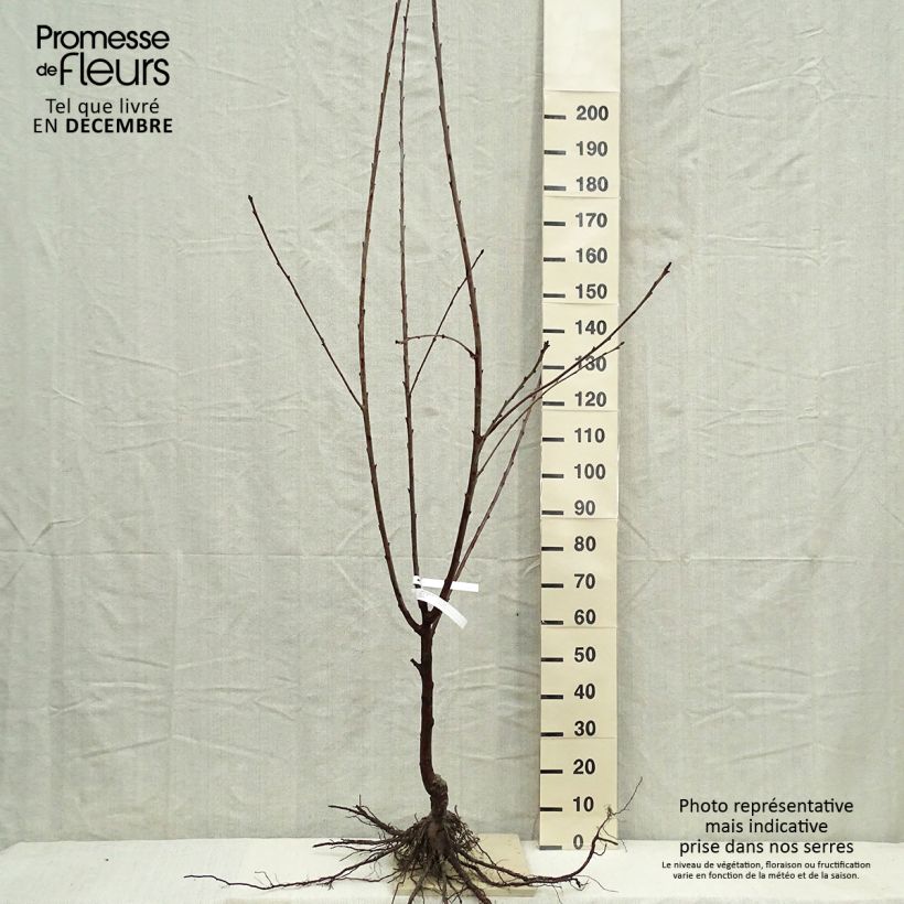 Example of Süßkirsche Burlat - Prunus avium Wurzelnackt, Gobelet-Form as you get in hiver