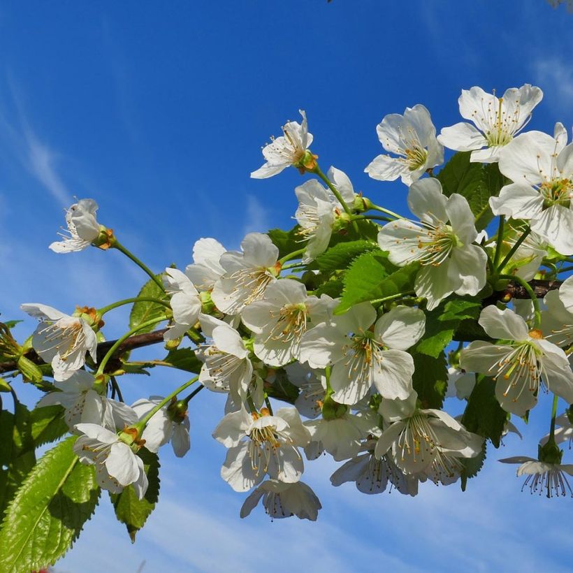 Süßkirsche Coeur de Pigeon - Prunus avium (Flowering)