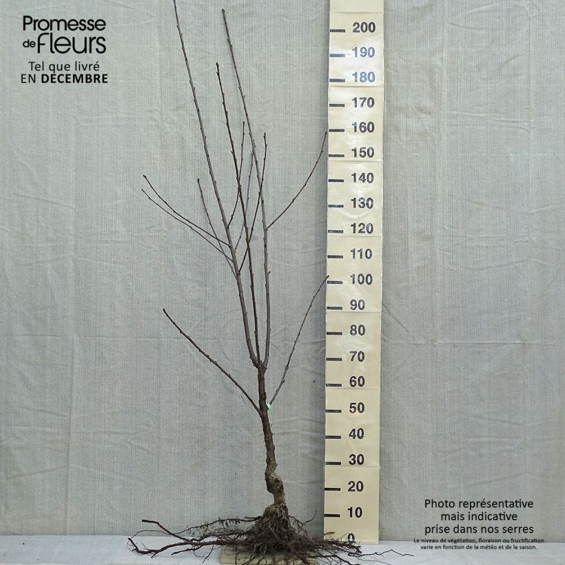 Example of Süßkirsche Coeur de Pigeon - Prunus avium Wurzelnackt, Gobelet-Form as you get in hiver