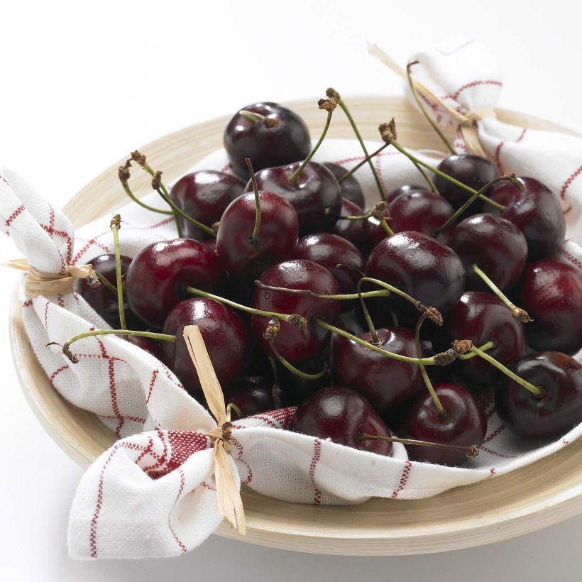 Süßkirsche Délice de Malicorne ‘Agoudel’ - Prunus avium (Harvest)