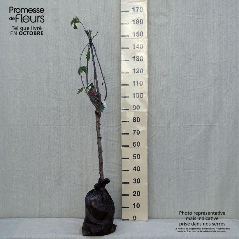 Exemplar von Süßkirsche hâtif Delbard 'Rivedel' - Prunus avium Ballenware "Fertig-zum-Pflanzen", Gobelet-Form wie im Herbst geliefert