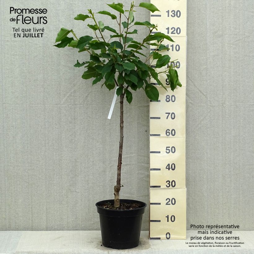 Exemplar von Süßkirsche Hedelfingen - Prunus avium Topf mit 7,5L/10L, Gobelet-Form wie im Sommer geliefert