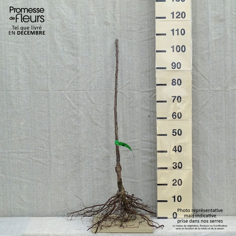 Exemplar von Süßkirsche Lapins - Prunus avium Wurzelnackt, Heister wie im Winter geliefert