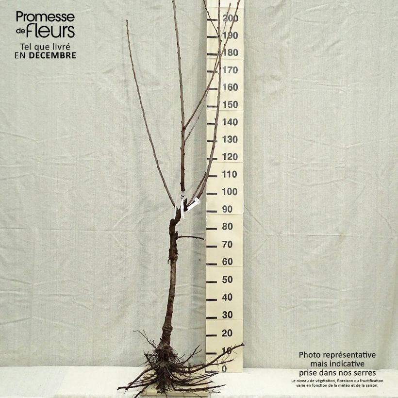 Example of Süßkirsche Napoléon - Prunus avium Wurzelnackt, Gobelet-Form as you get in hiver