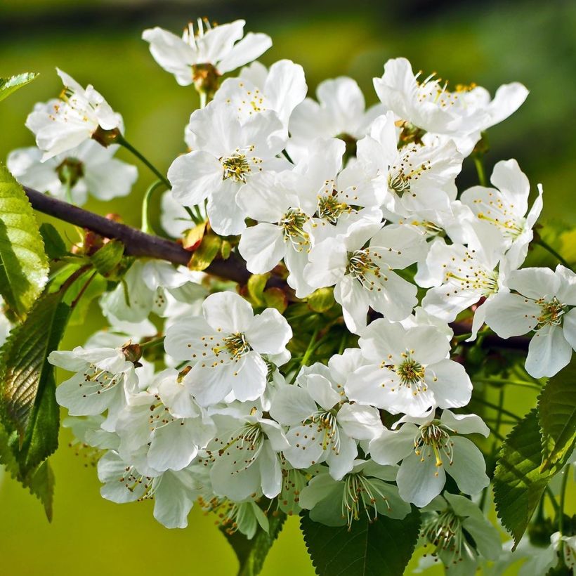 Süßkirsche Sunburst - Prunus avium (Flowering)