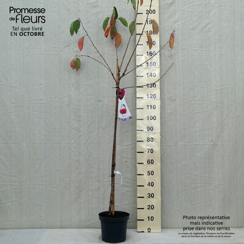 Exemplar von Süßkirsche Sunburst - Prunus avium Topf mit 7,5L/10L, Halbstamm wie im Herbst geliefert