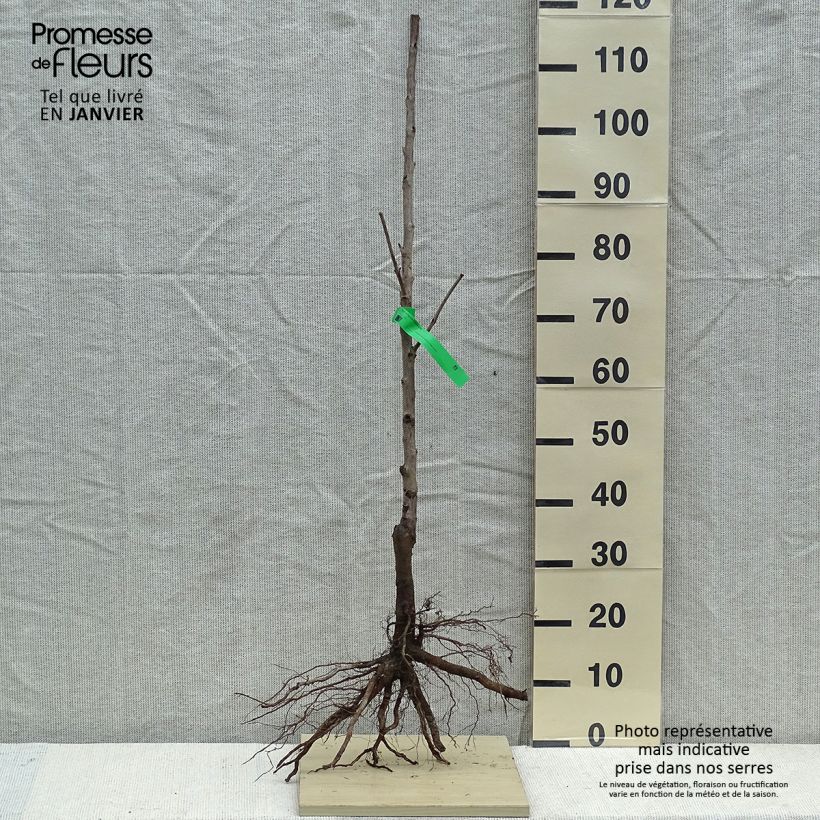 Exemplar von Süßkirsche Tardif de Vignola - Prunus avium Wurzelnackt, Heister wie im Winter geliefert