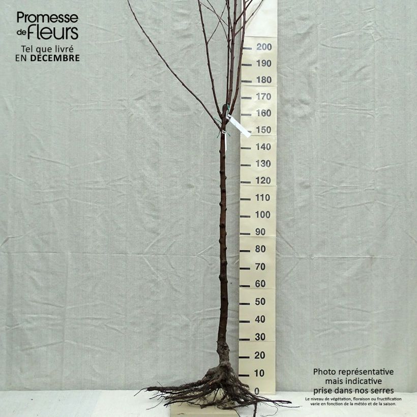 Example of Süßkirsche Van - Prunus avium Wurzelnackt, Halbstamm as you get in hiver