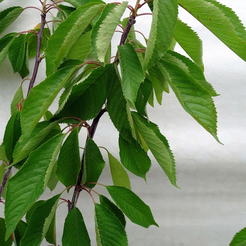 Süßkirsche Van - Prunus avium (Foliage)