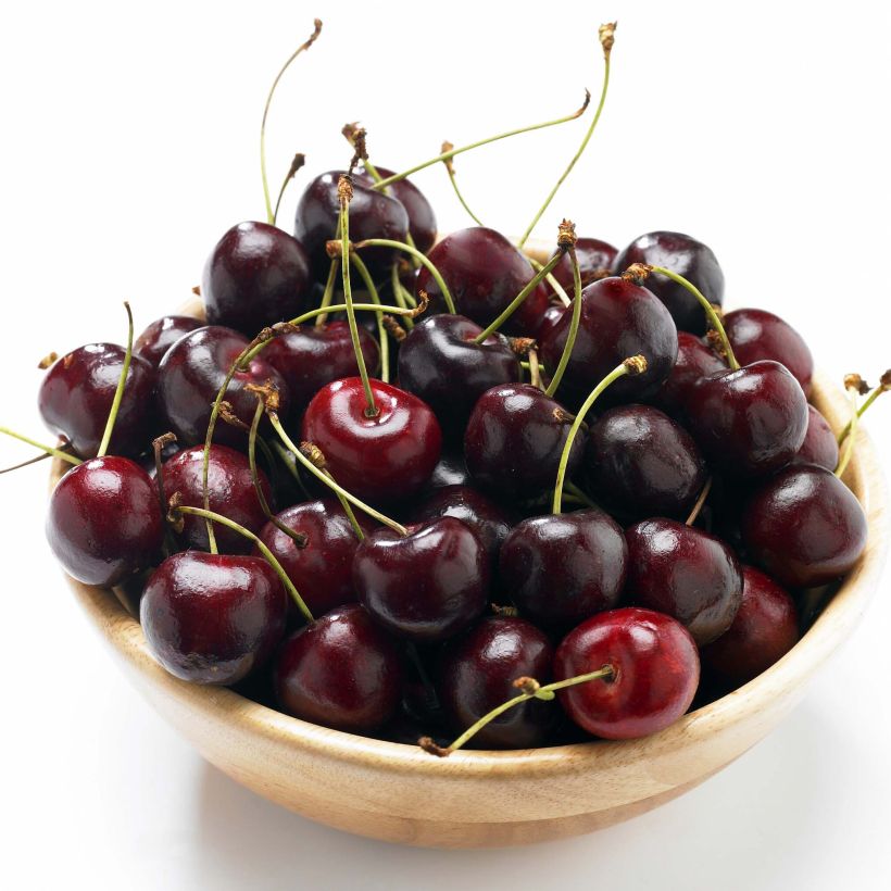 Süßkirsche Saint Jean 'Gardel' - Prunus avium (Ernte)