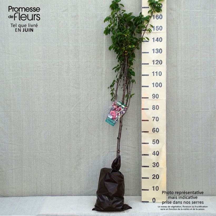 Example of Sauerkirsche Cerise Allégria Delbard delkarsun - Prunus cerasus Plug "Fertig-zum-Pflanzen", Gobelet-Form as you get in printemps