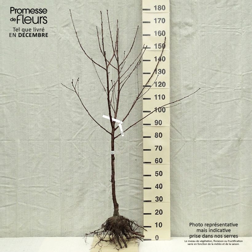 Example of Sauerkirsche Cerise Allégria Delbard delkarsun - Prunus cerasus Wurzelnackt, Gobelet-Form as you get in hiver