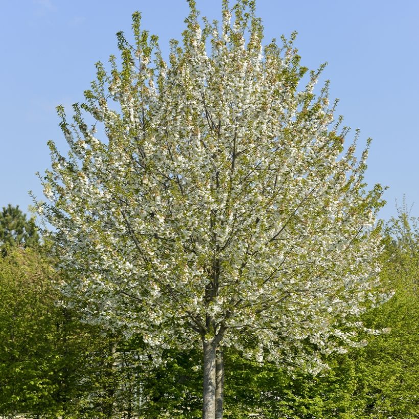 Sauerkirsche Kelleriis15 - Prunus cerasus (Wuchs)