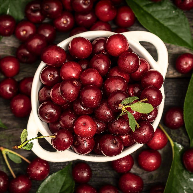 Sauerkirsche Shangai - Prunus cerasus (Ernte)