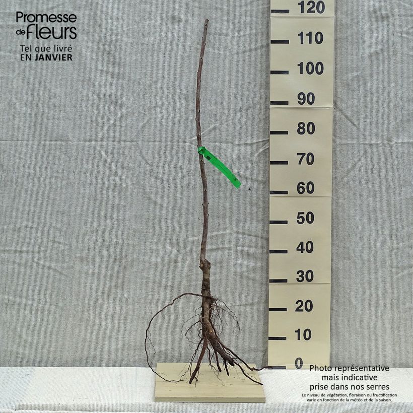 Exemplar von Sauerkirsche Rainier - Prunus cerasus Wurzelnackt, Heister wie im Winter geliefert
