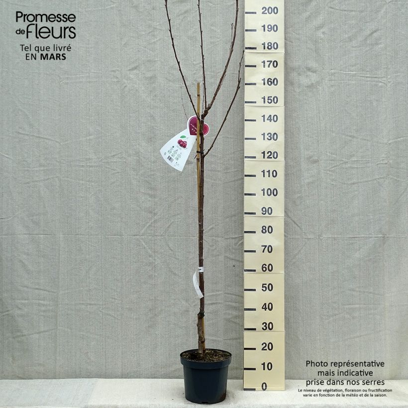 Example of Süßkirsche Schneiders Späte Knorpelkirsche - Prunus avium Topf mit 7,5L/10L, Halbstamm as you get in printemps